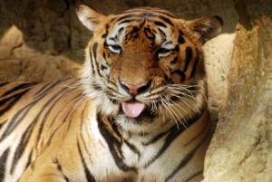 Kozzi-tiger-440 X 295 stock photo! tiger sticking out his tongue at you