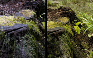 Effects of white balance