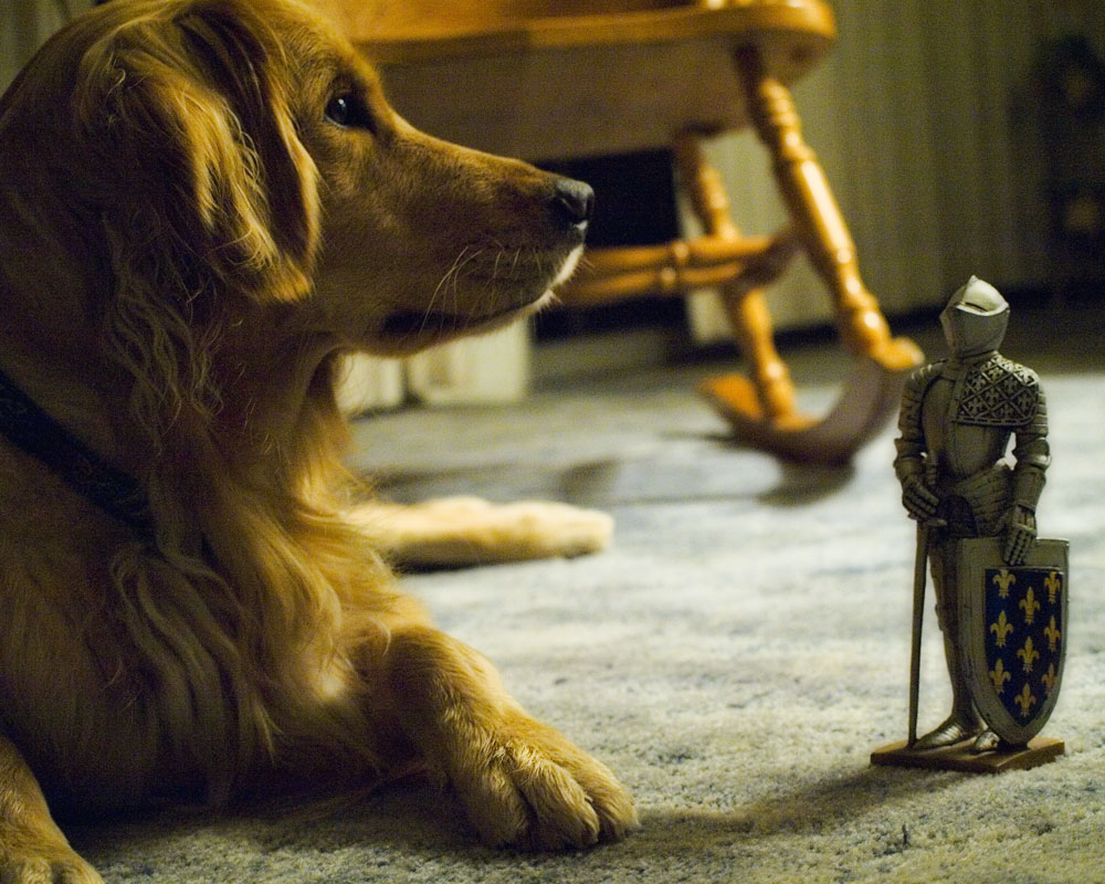 knight figure standing on floor beside golden retriever