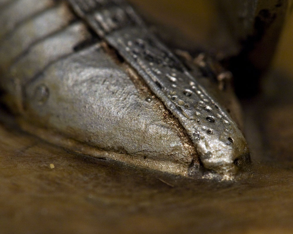 detail of knight's boot