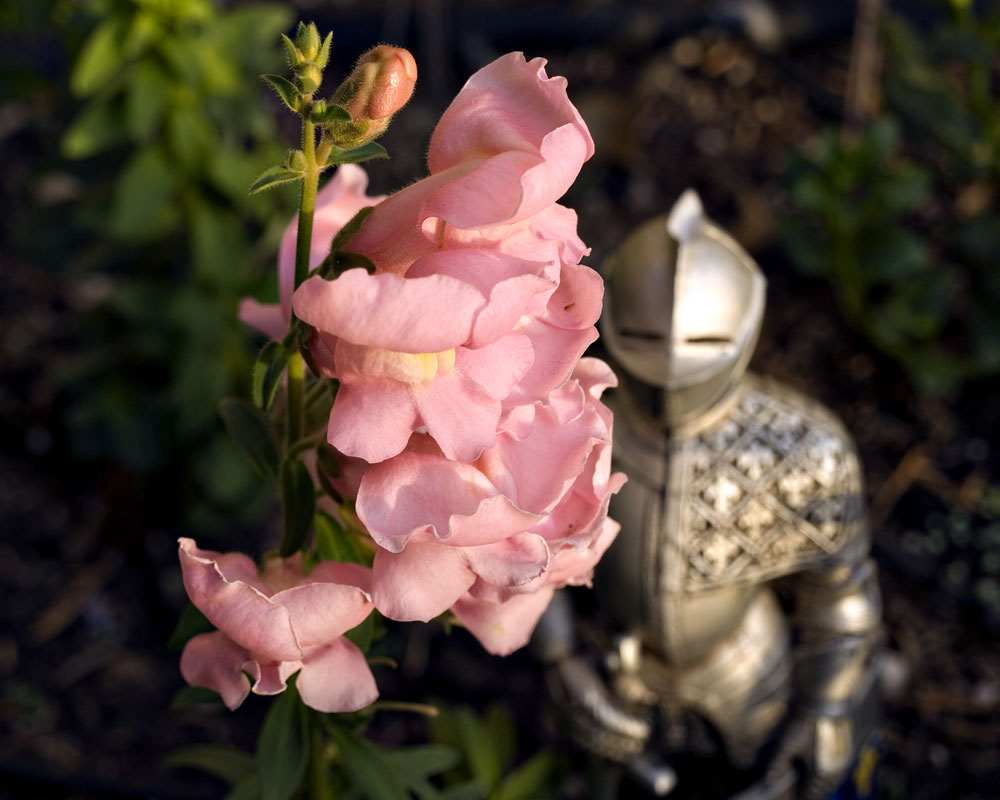 knight figure with snapdragons