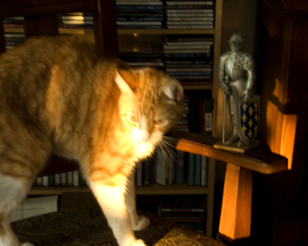knight in sunbeam with orange cat