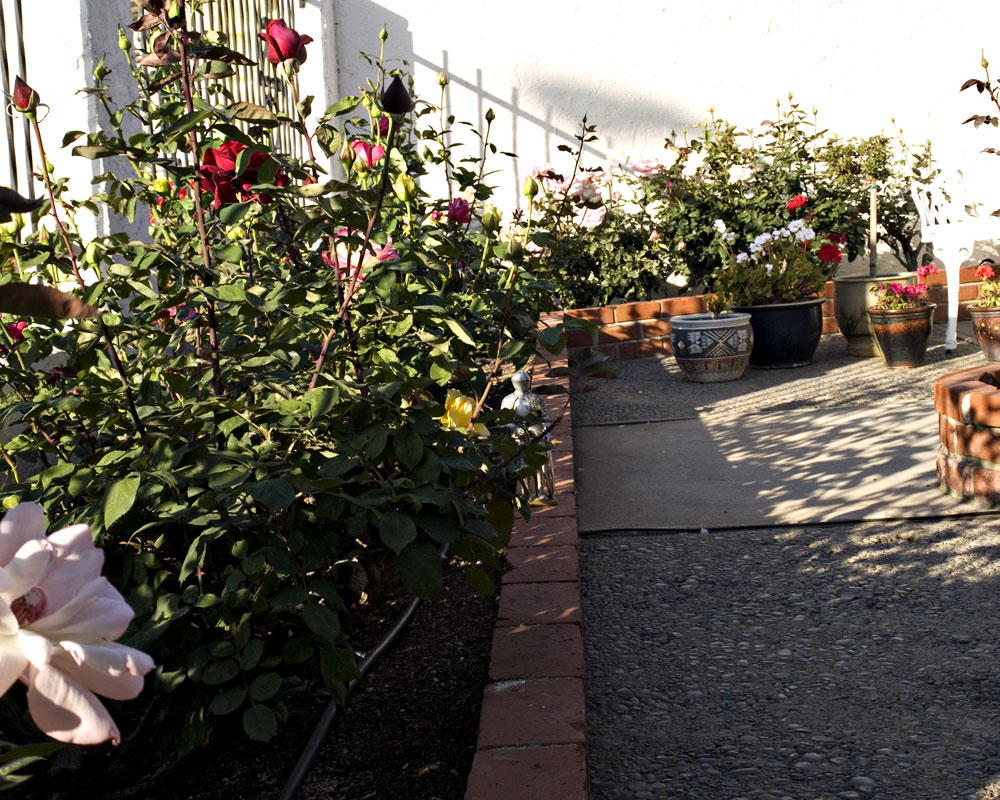 knight in front rose garden