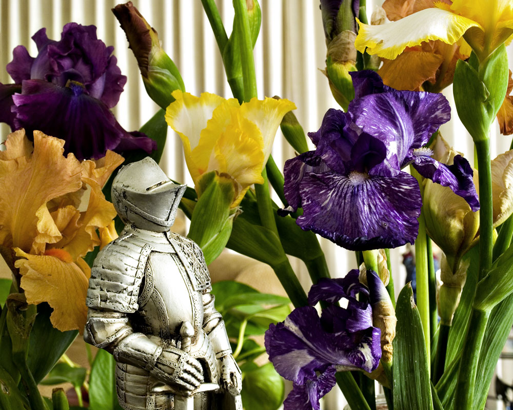 knight with irises
