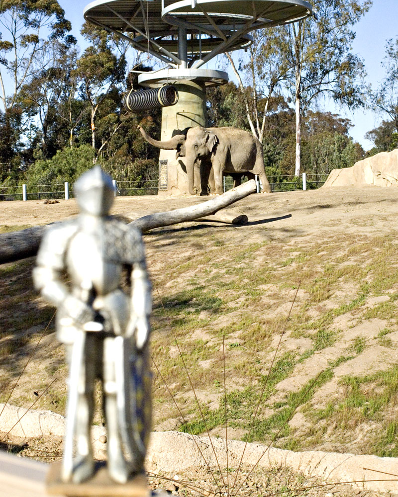 knight with elephants