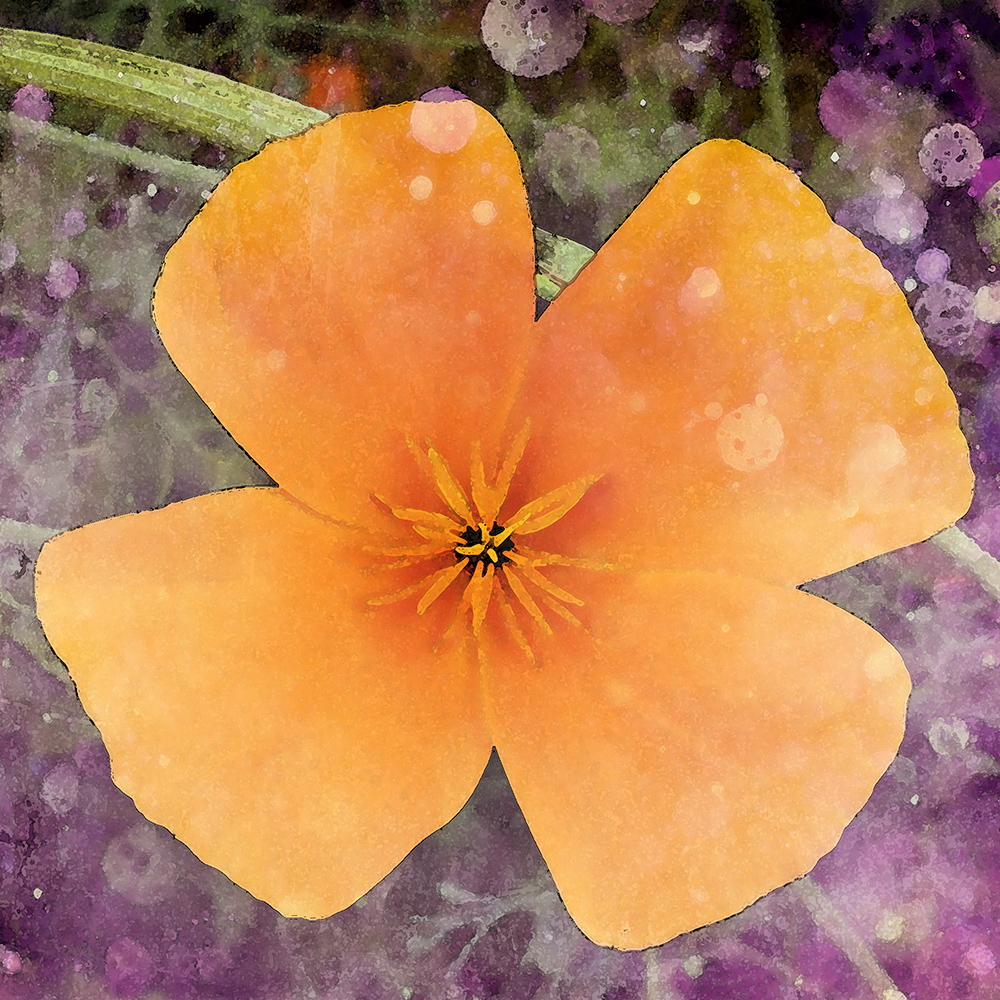 digital manipulation of orange california poppy