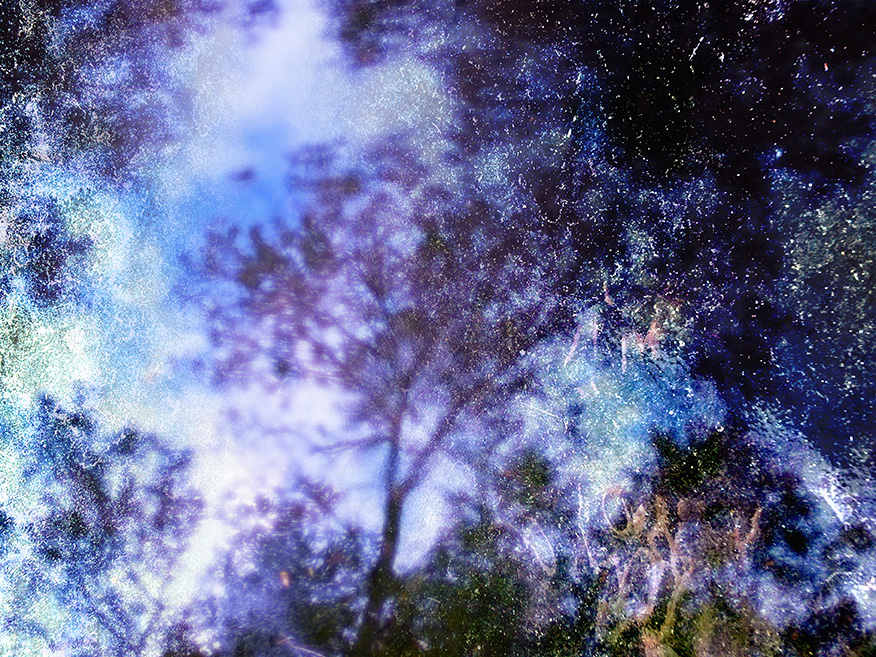 trees reflected in sky