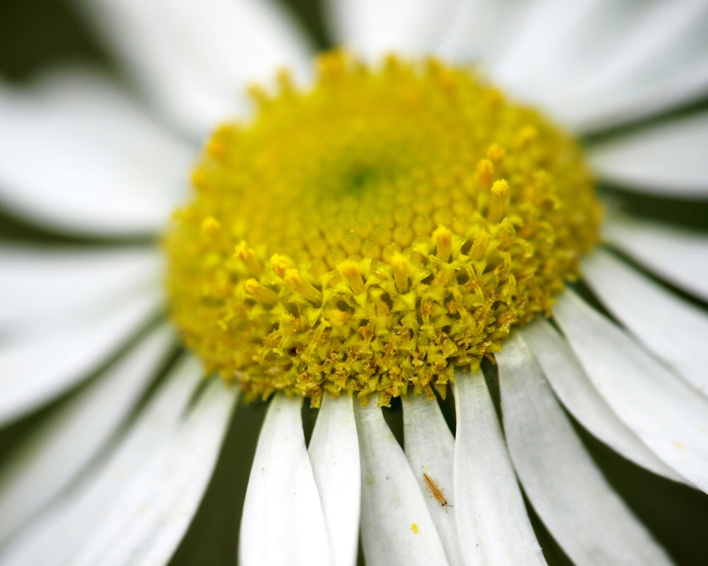 Close up of daisy with white petals surrounding a yellow middle, and a small insect on one of the petals