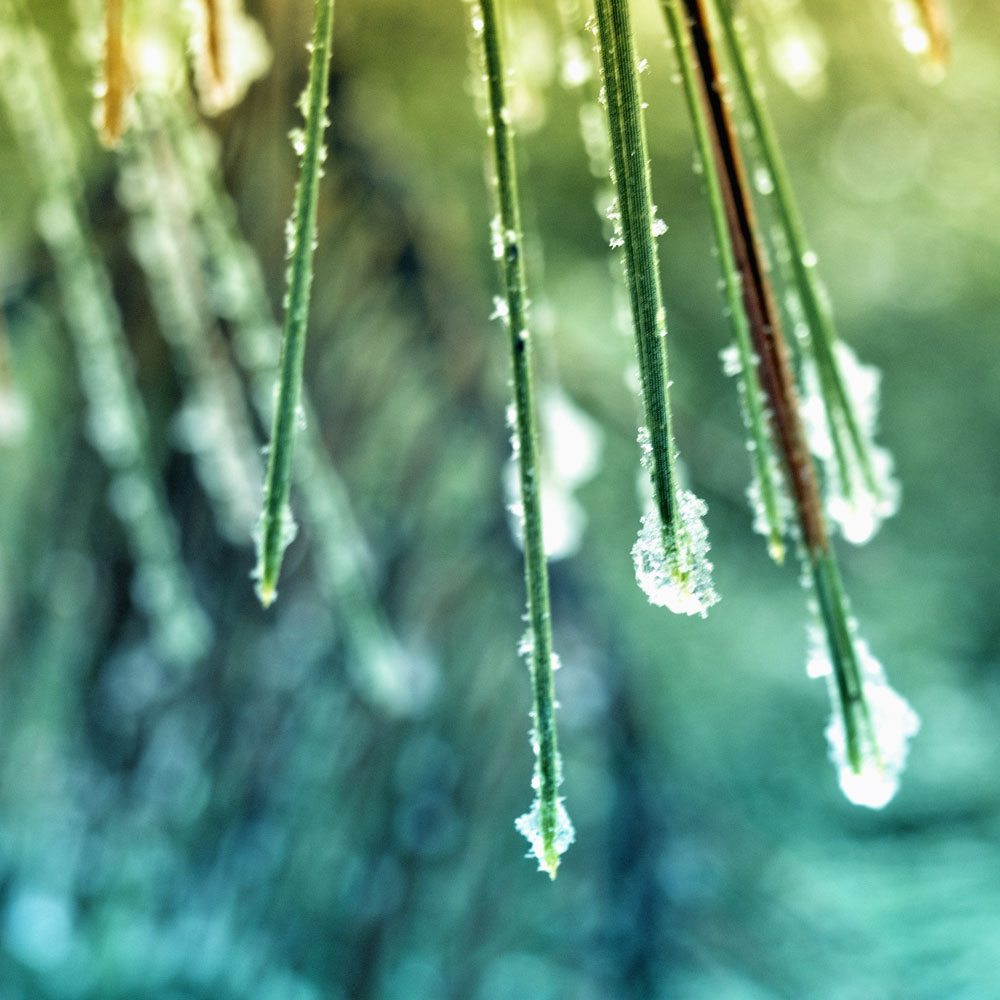 close up of pine icy pine needles