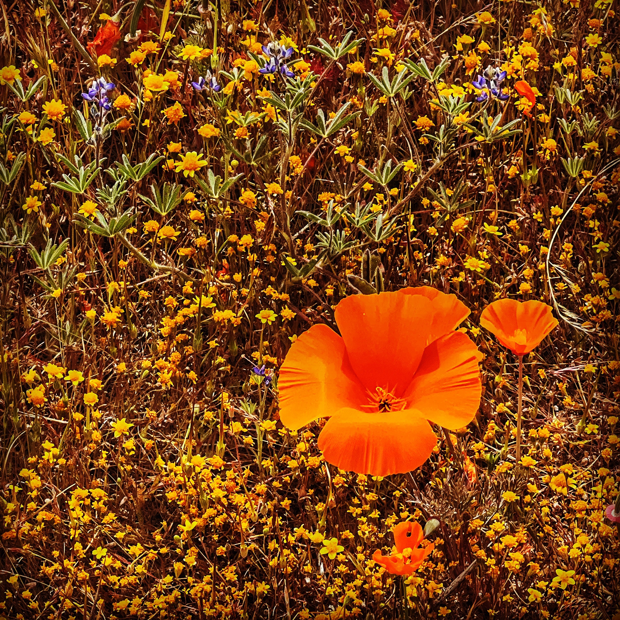 single orange poppy against a field of goldfields