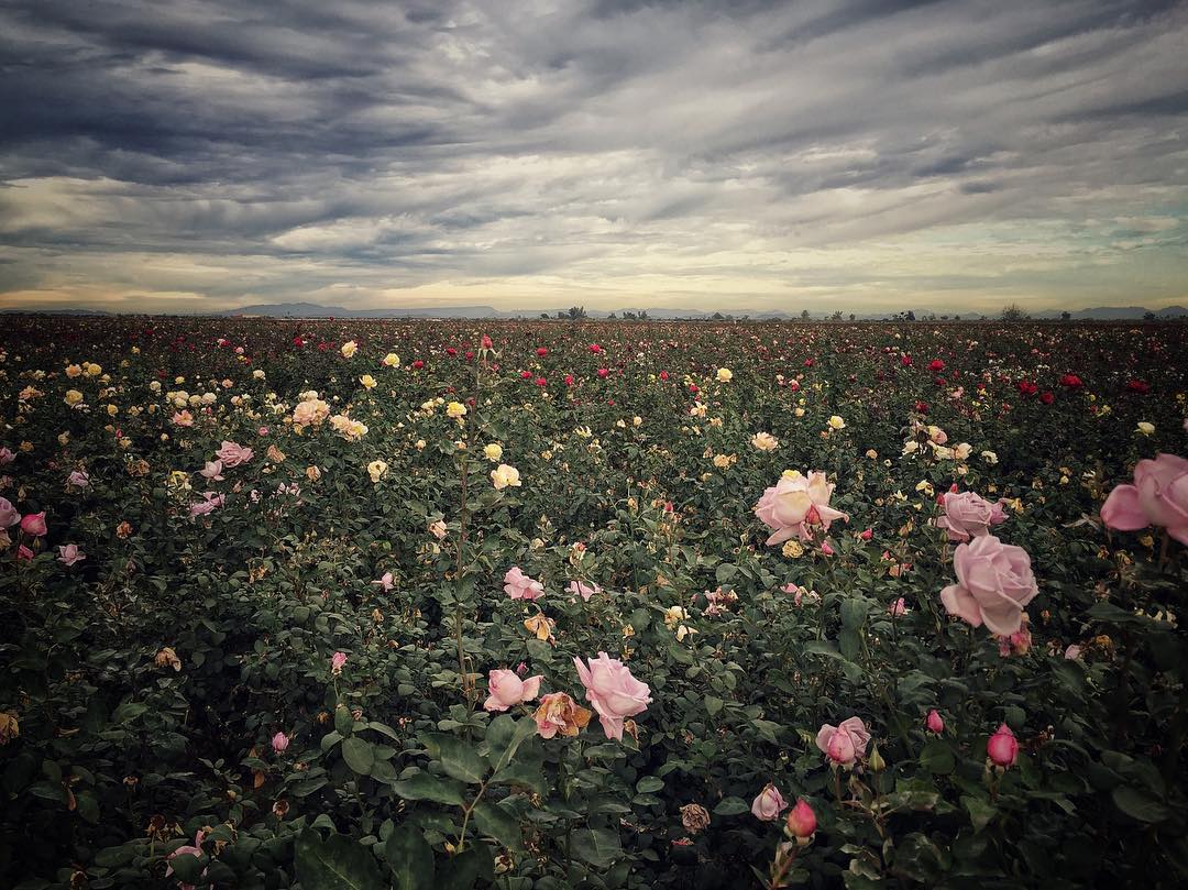 field of ruses