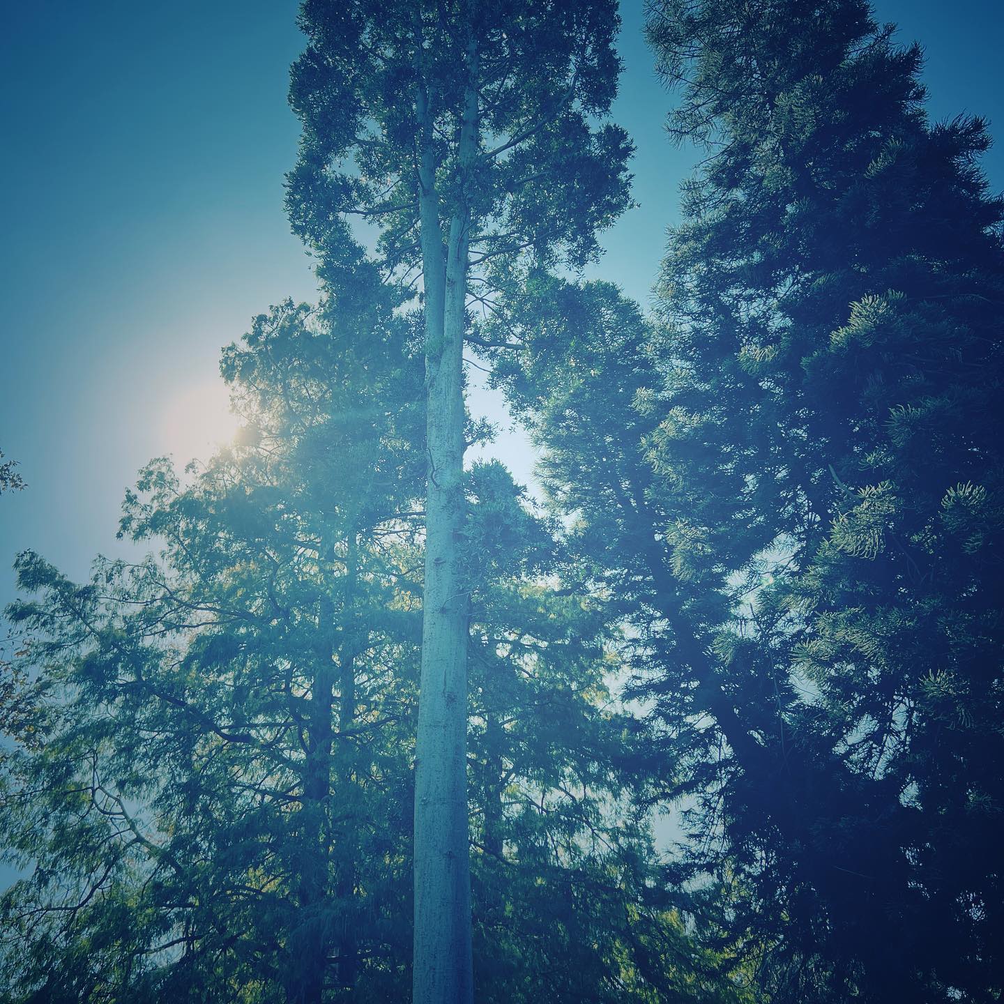 tall trees backlit by sun