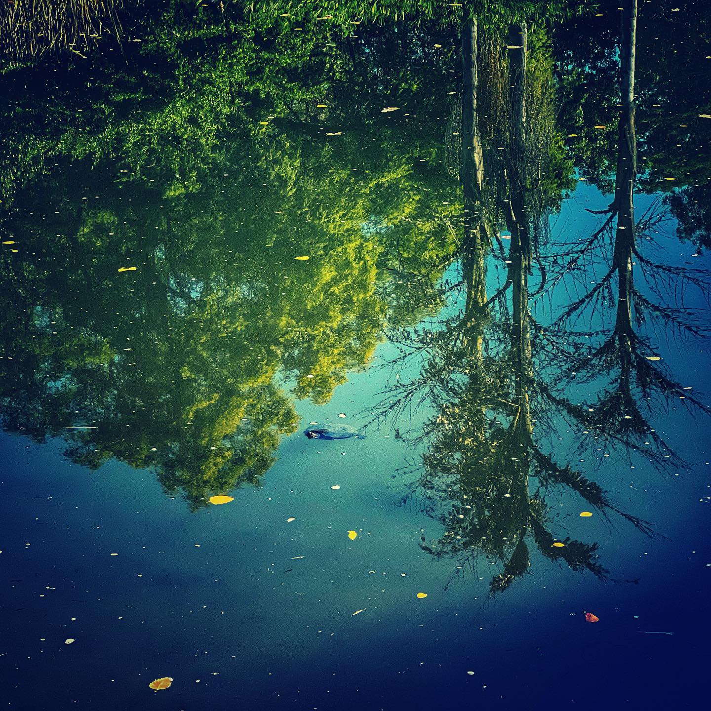 trees reflected in water