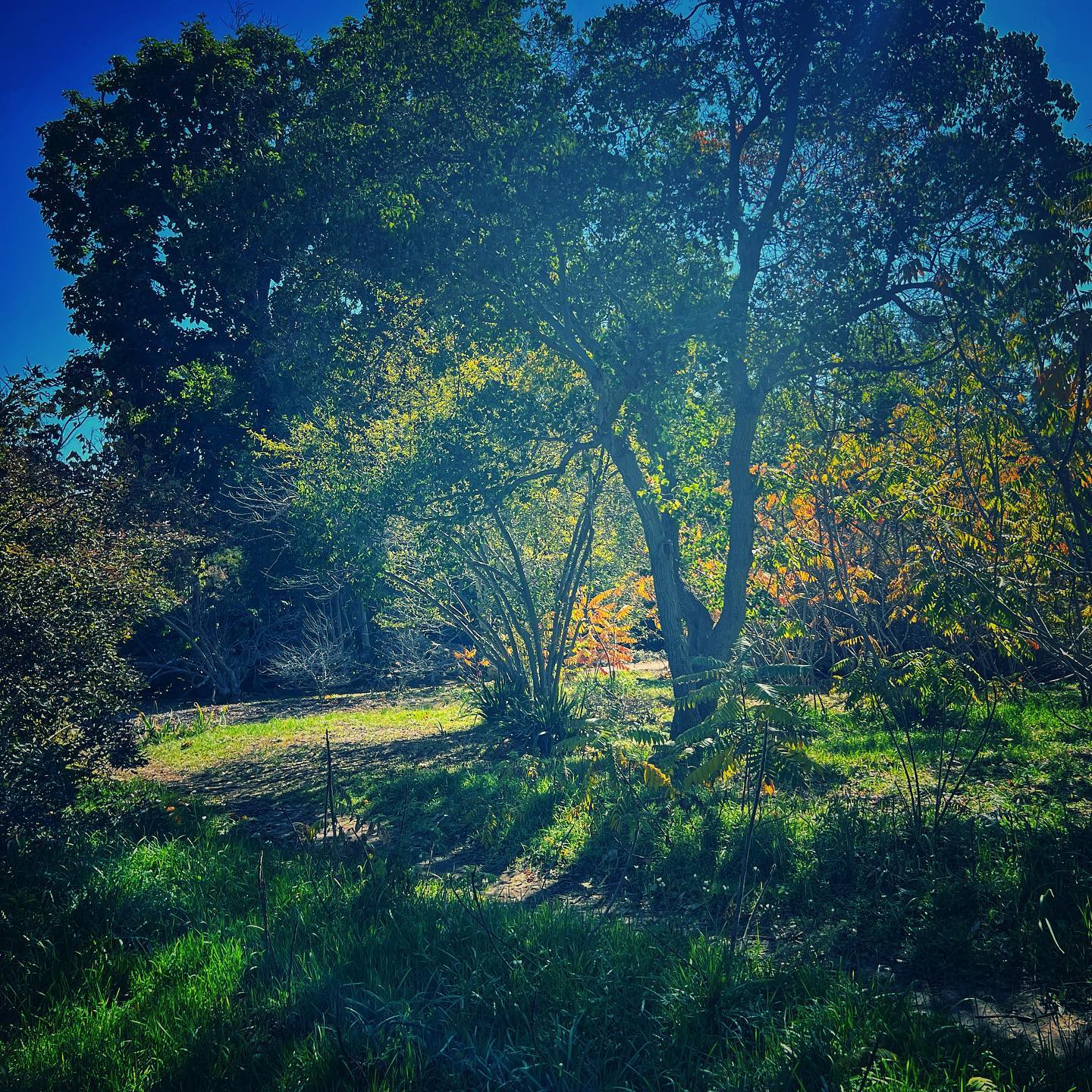 trees in hazy light