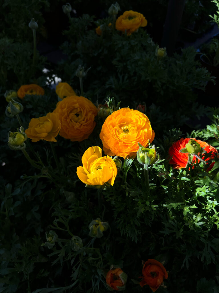 marigolds I think