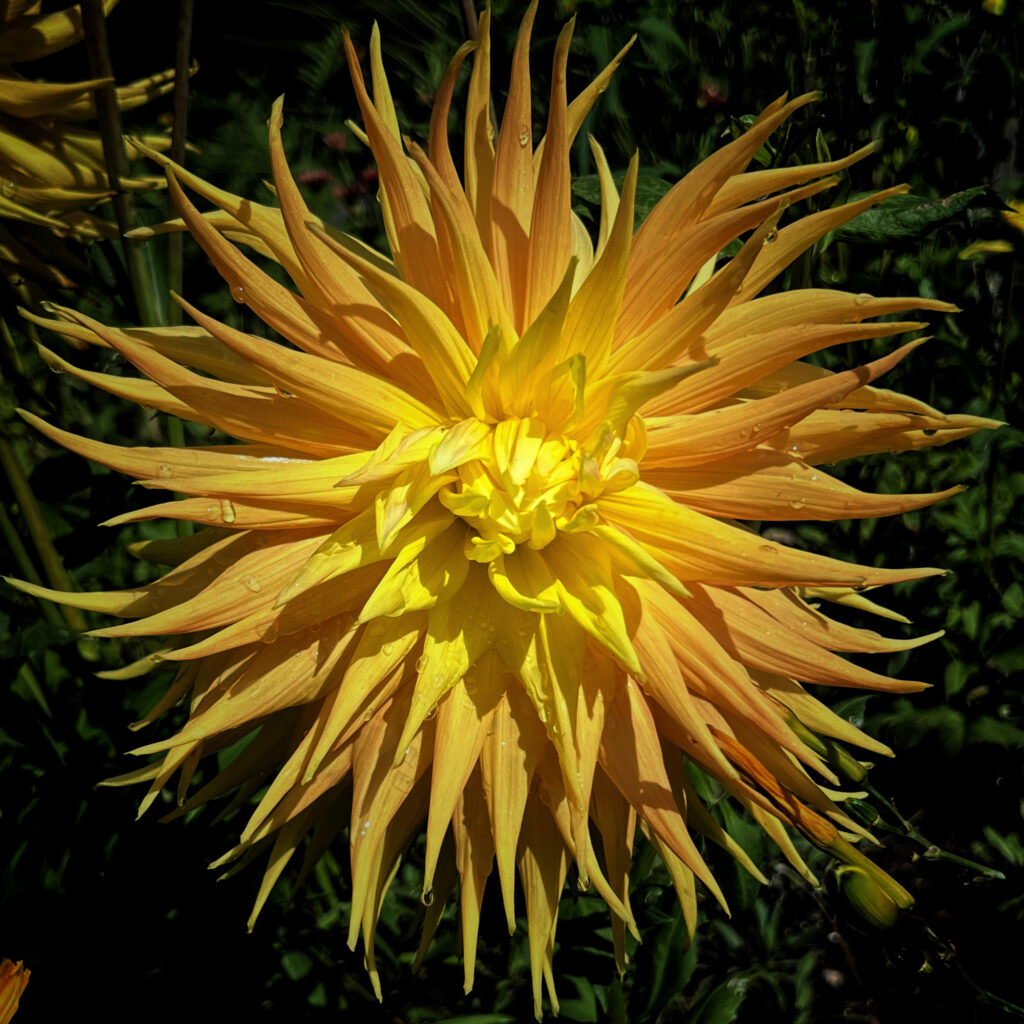 yellow dahlia maybe