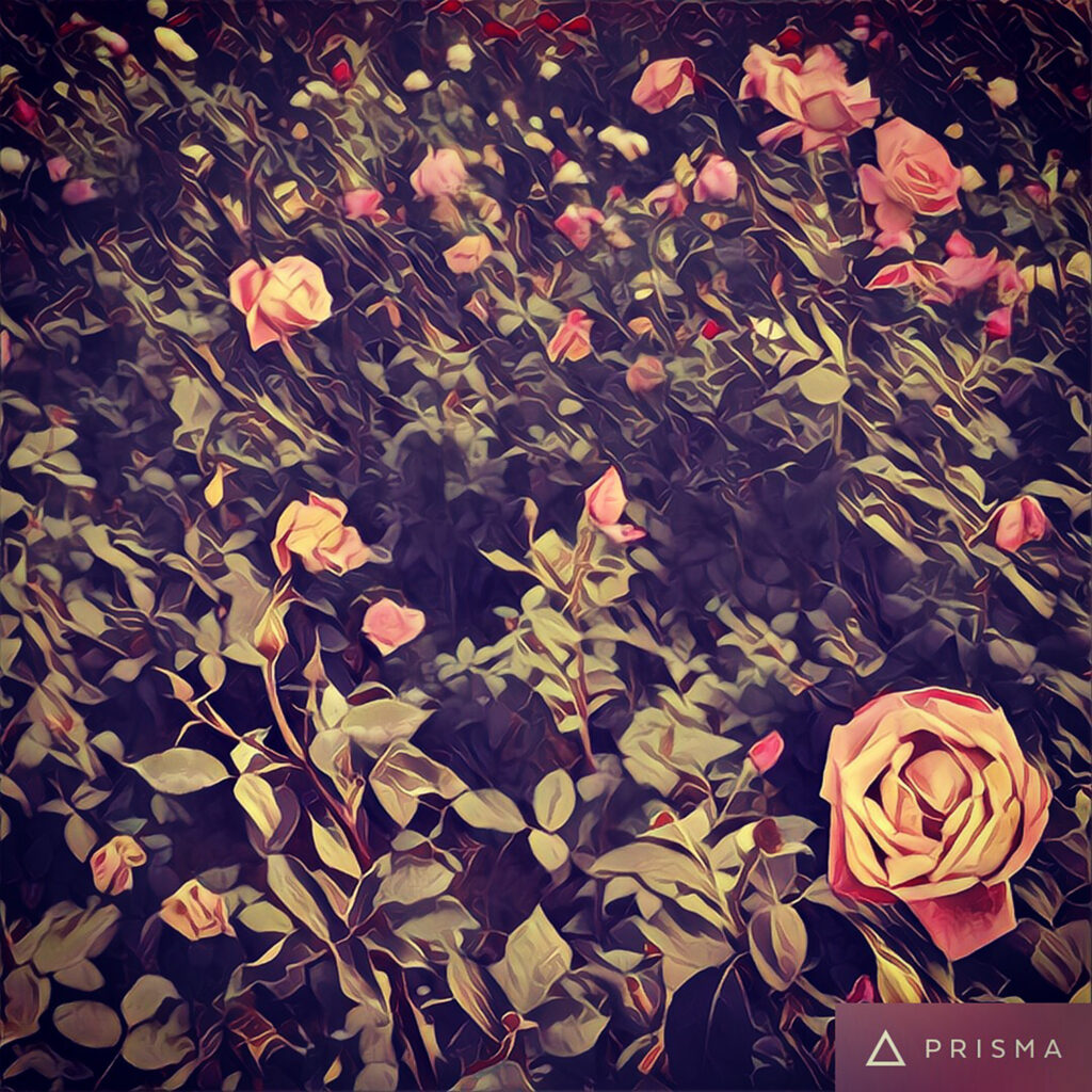 roses