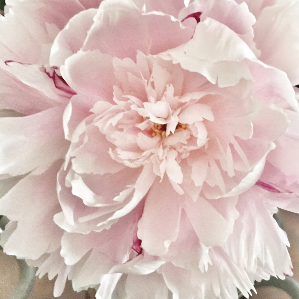 lt pink peony
