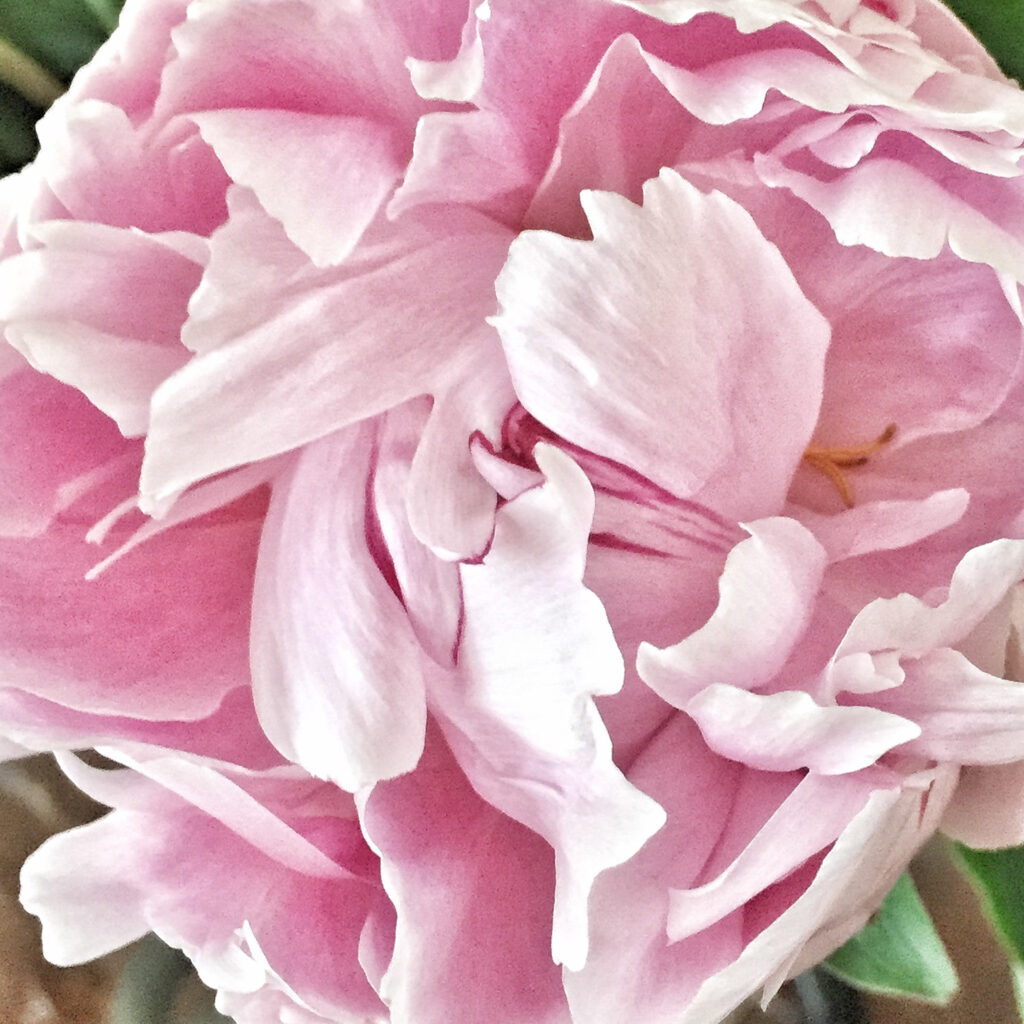 pink peony