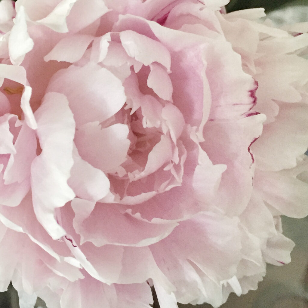 pink peony 