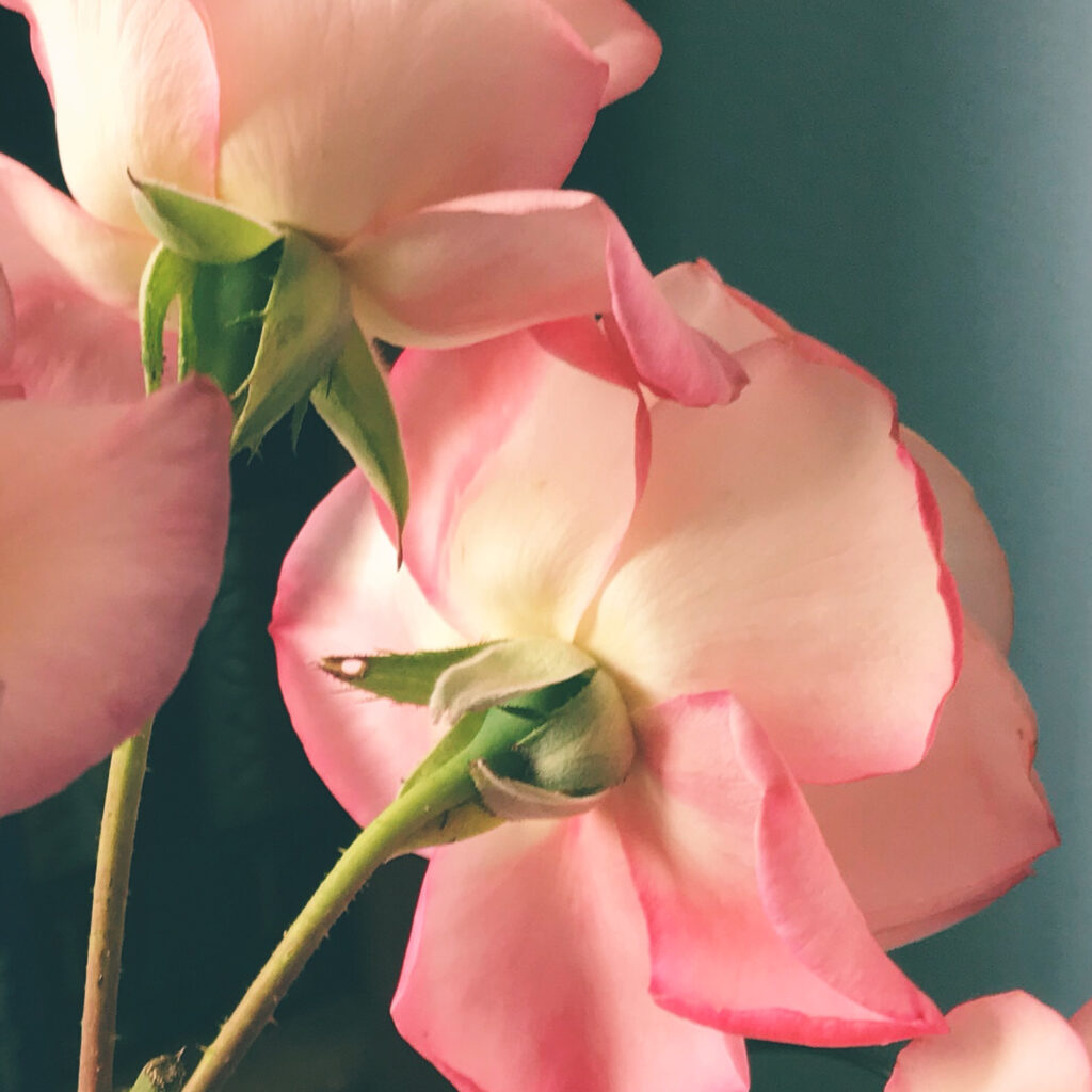 pink roses from behind