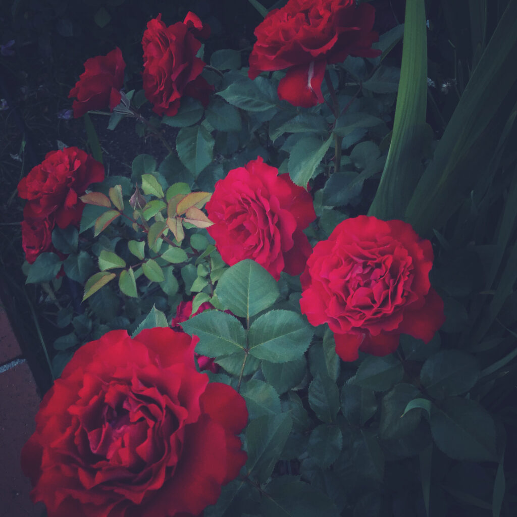 red roses