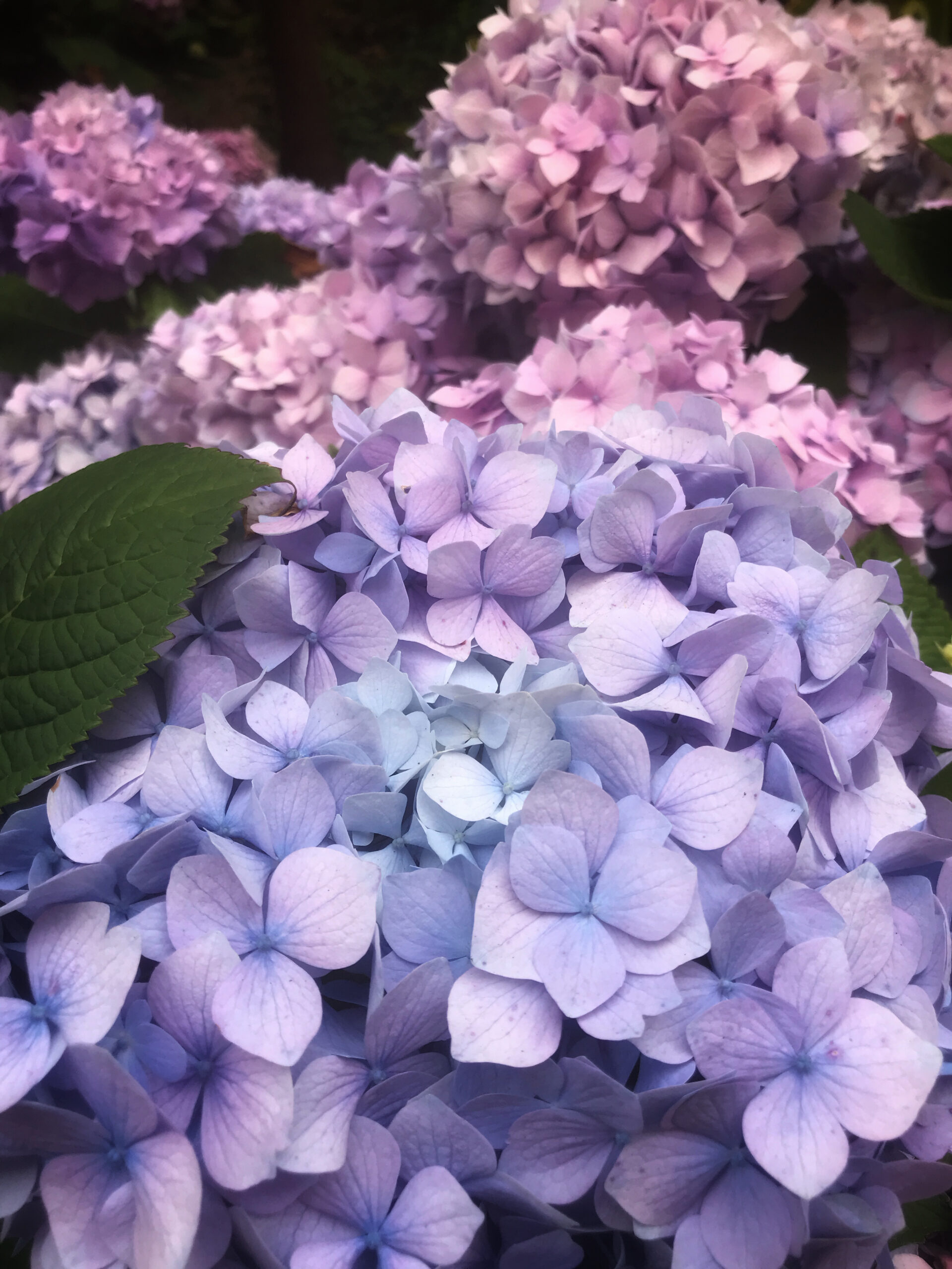 purple hydrangeas
