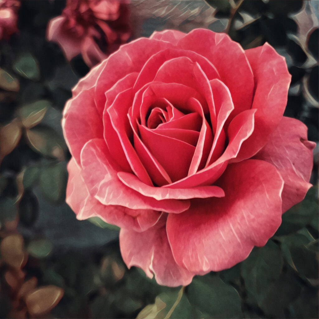 pink rose