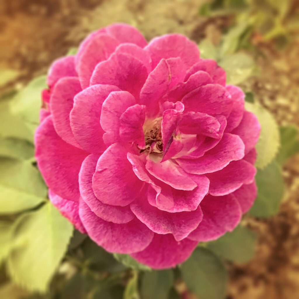 pink rose