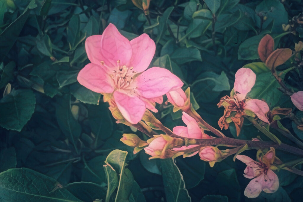 pink shrub flower