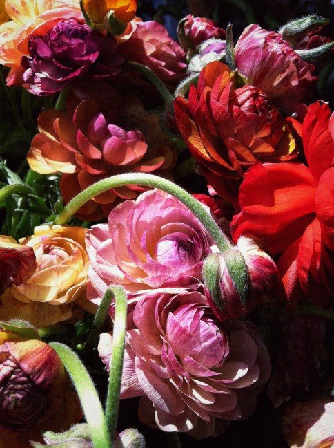 bouquet of ranunculus