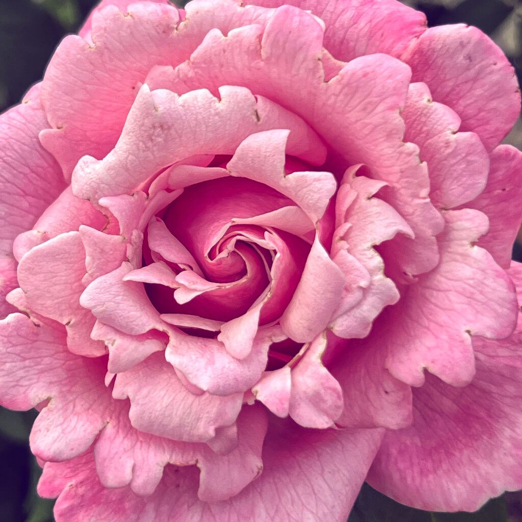 pink rose