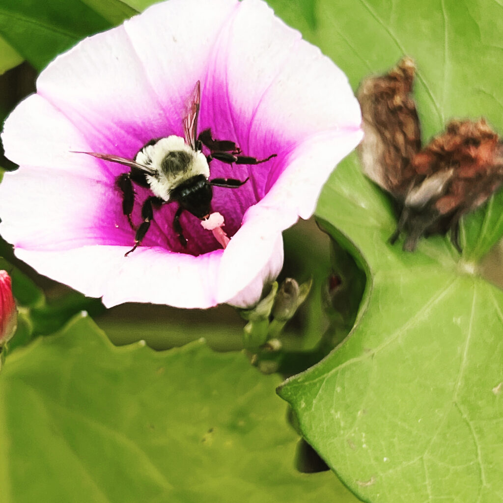 flower with bee