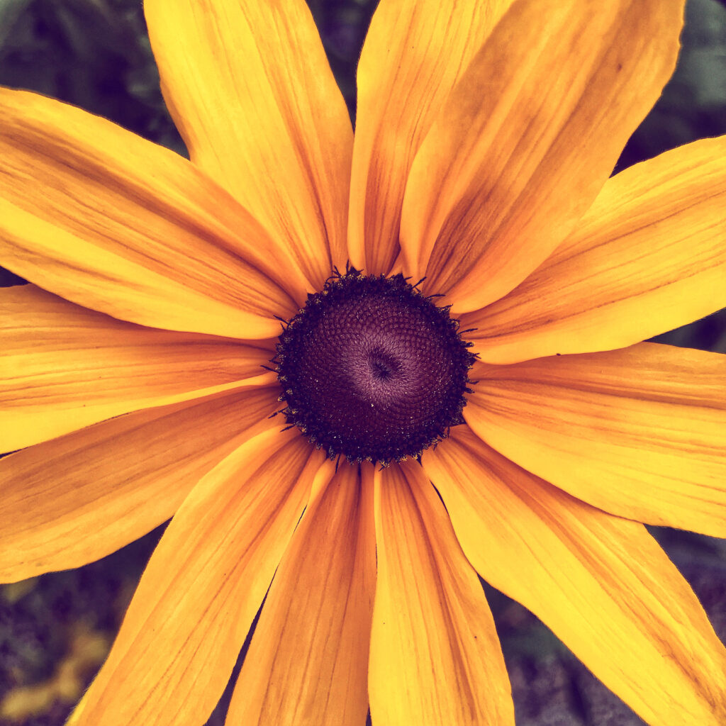 yellow daisy