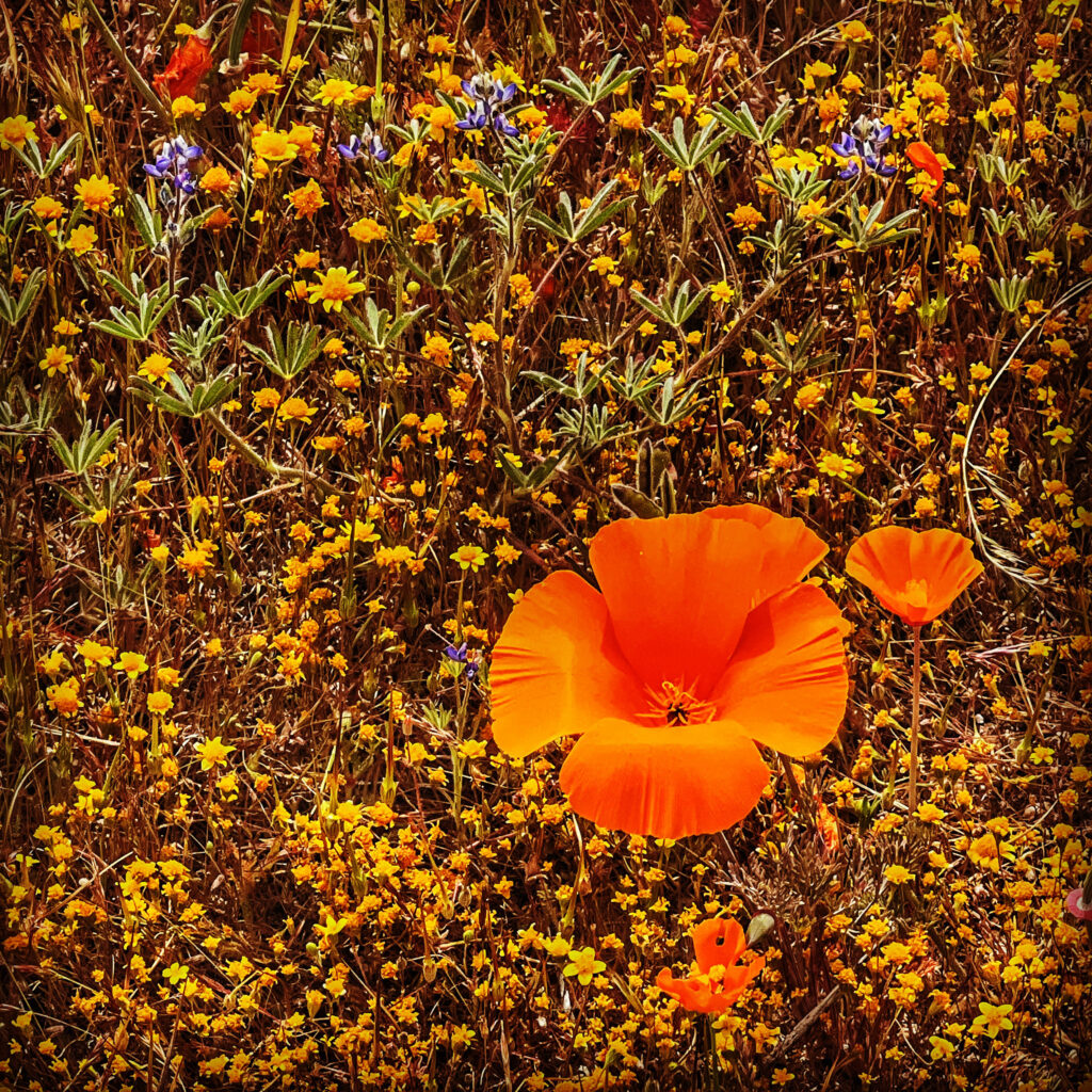 poppy