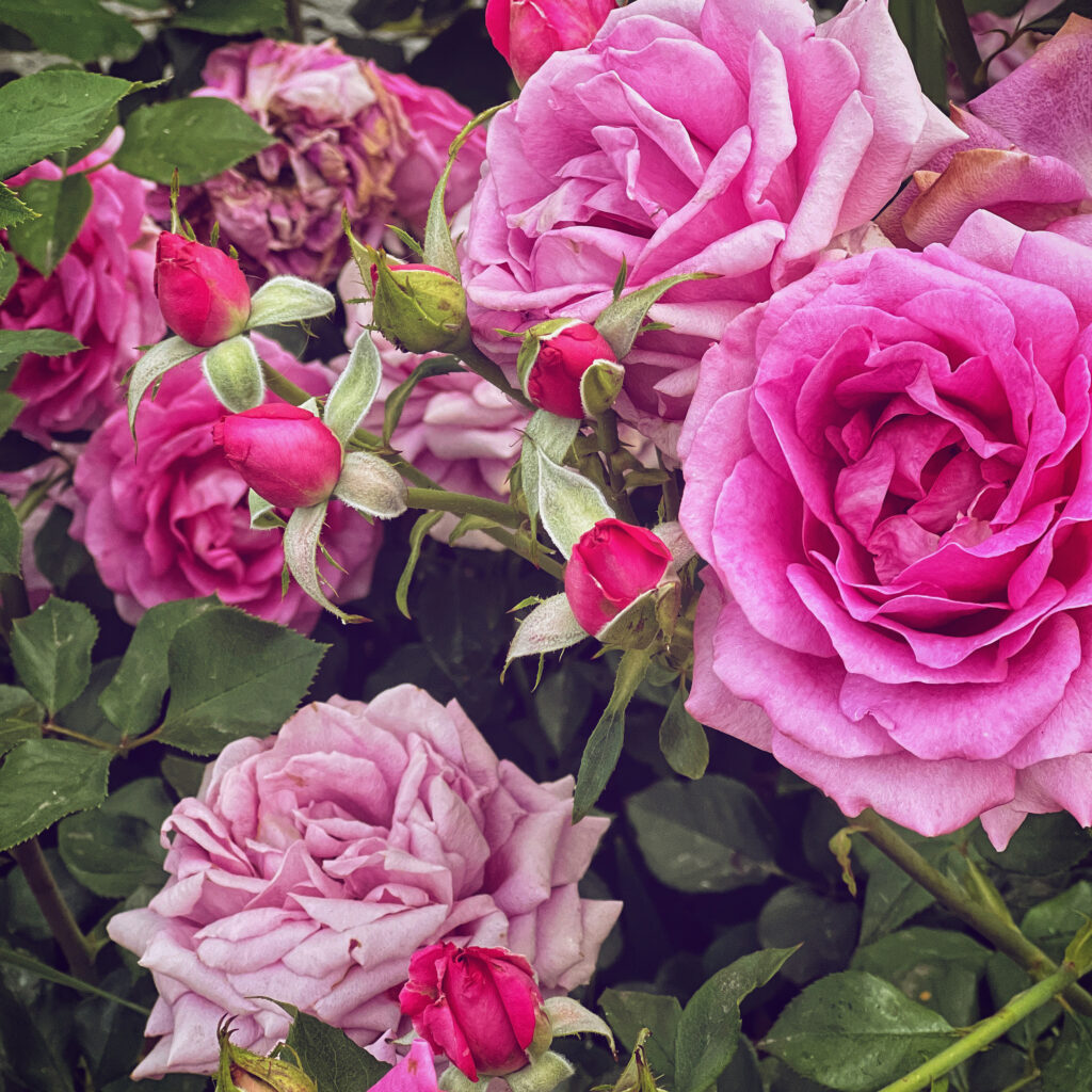 pink roses