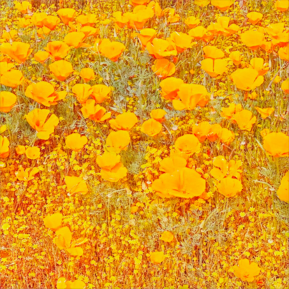 california poppies