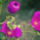Floribunda