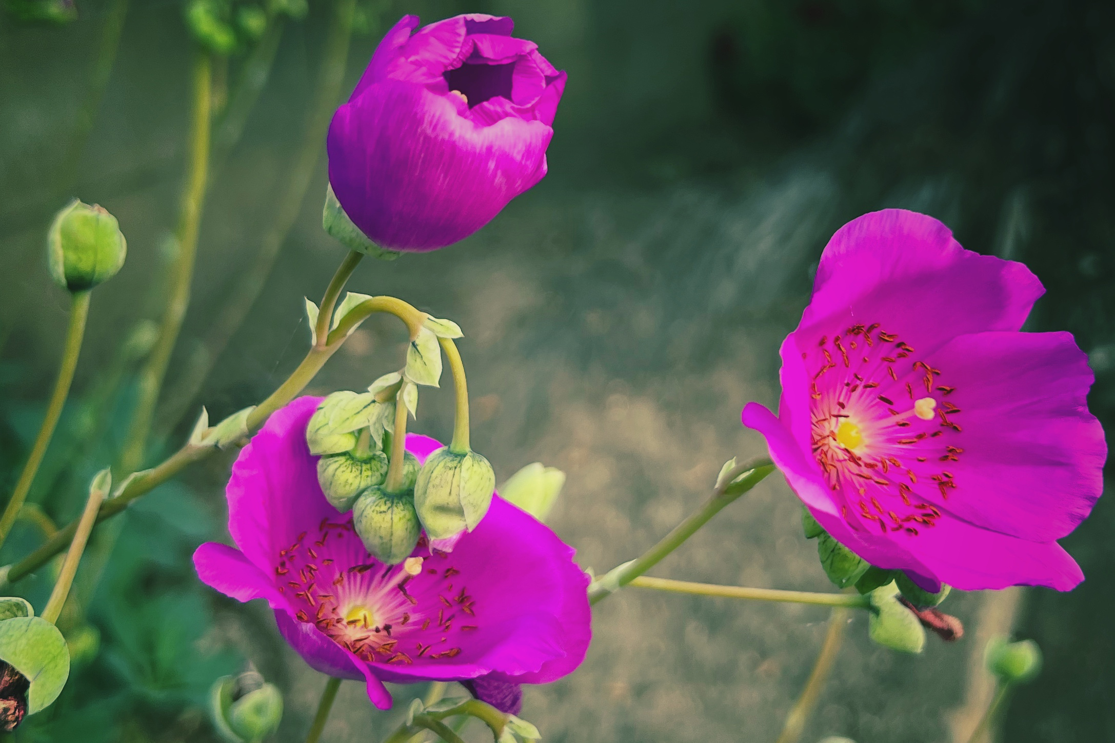 purple flower