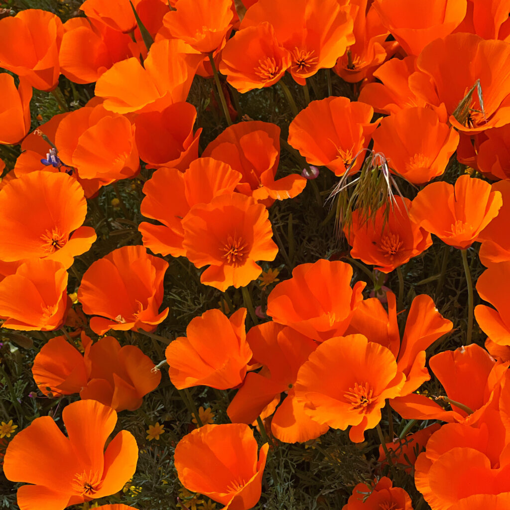 california poppies