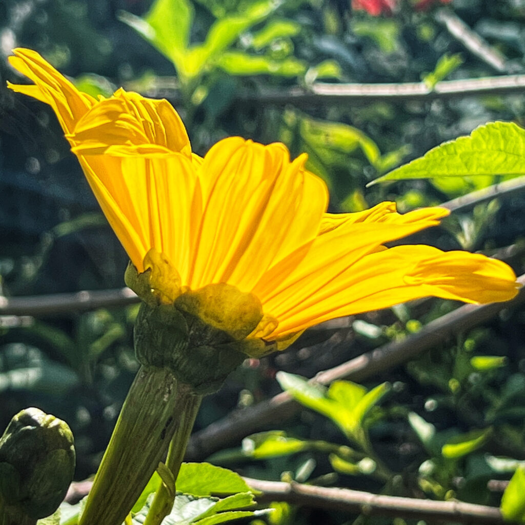 yellow daisy