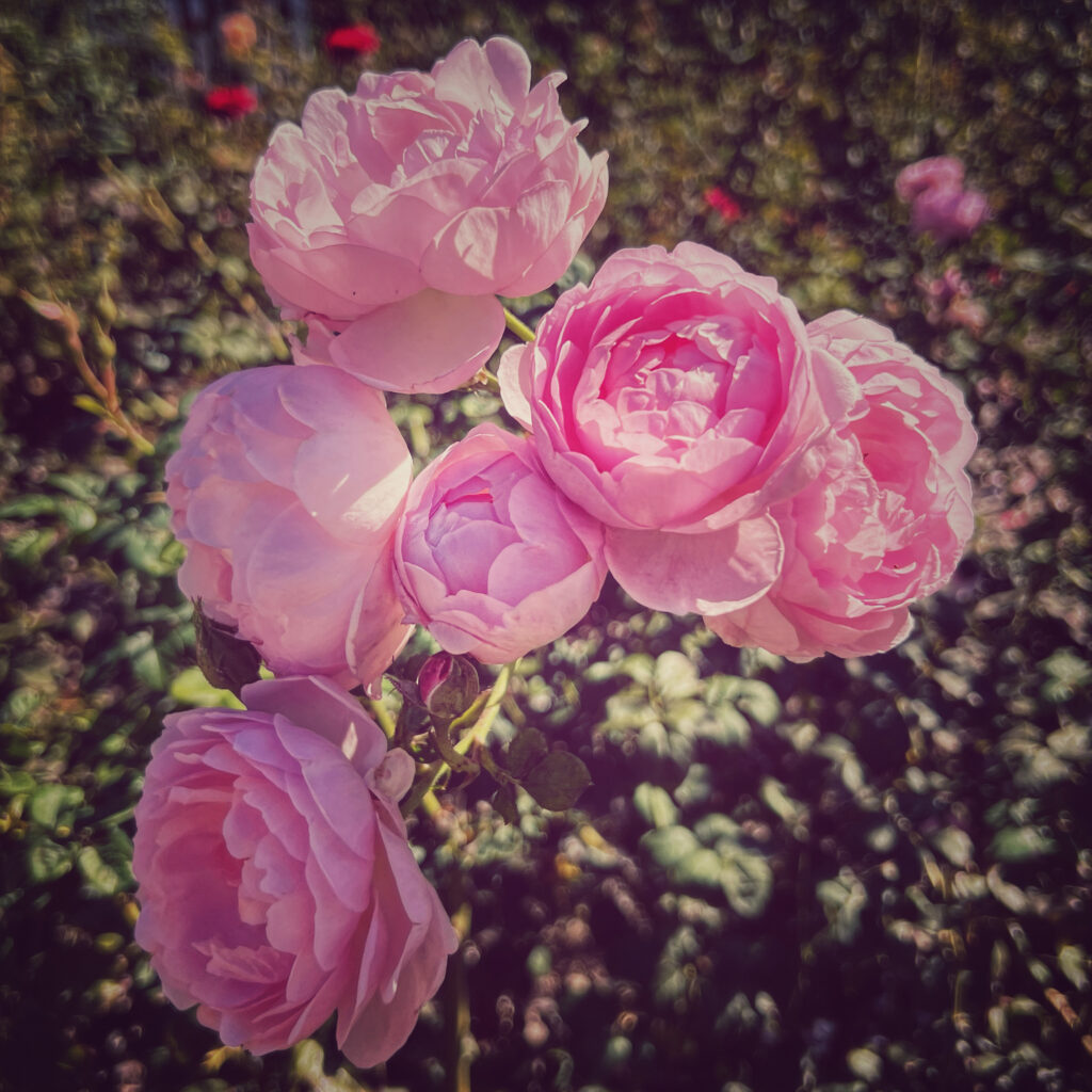 pink roses