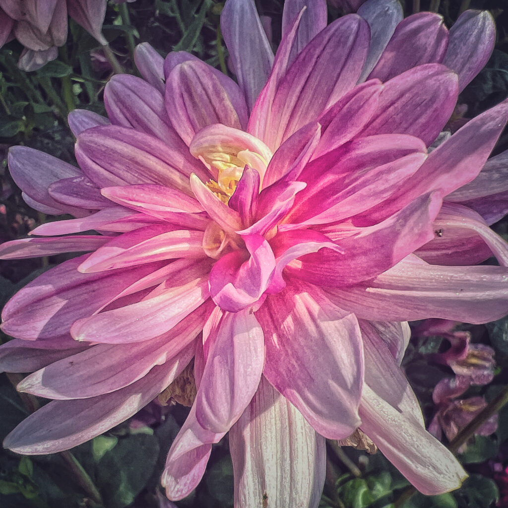 pink dahlia 