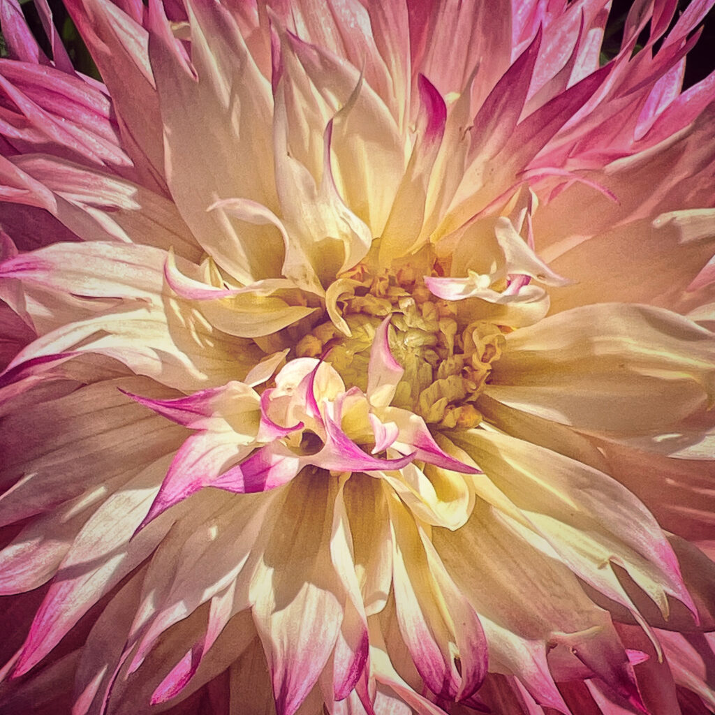 pink and yellow dahlia